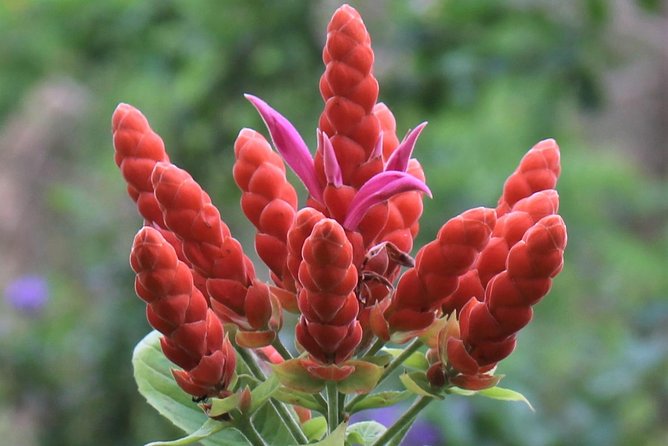 Skip the Line: Ahhh Ras Natango Gallery and Garden Admission Tickets - Who Should Book This Tour (and Who Might Skip It)