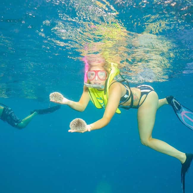 Snorkeling in Montego Bay with Transportation - What you’ll see: coral reefs, tropical fish, and sea turtles