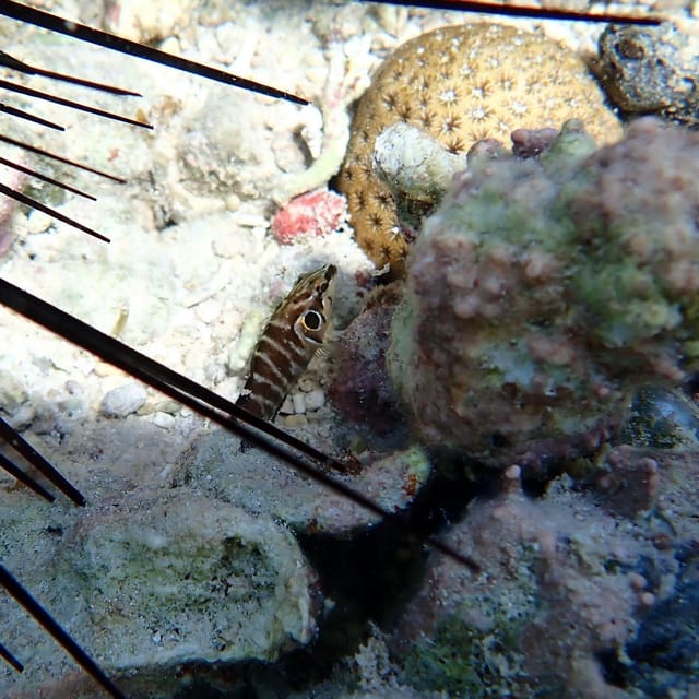 Snorkeling in Montego Bay with Transportation - Beach time after: keeping the trip fun on land