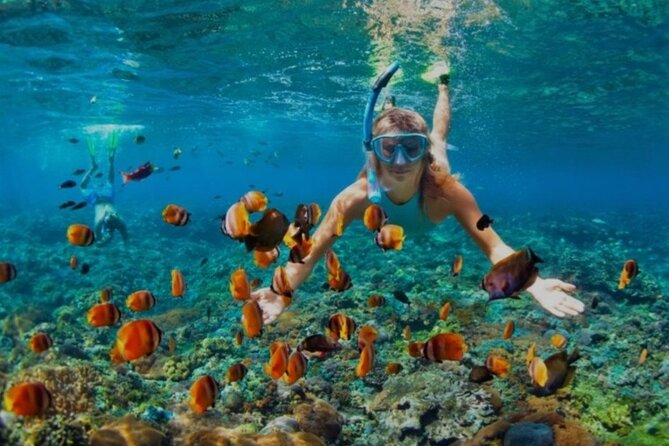 Snorkeling with Margaritaville and shops on Hipstrip activity - Snorkeling experience: what you should expect to see