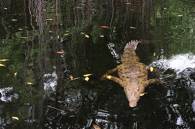 YS Falls, Black River Safari, and Floyd's Pelican Bar Day-Trip (Transportation) - Price and Value: What You Pay For (and Why It’s Not Just a Transfer)