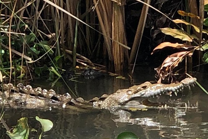 YS Falls, Black River Safari, Appleton Rum Tour OR Pelican Bar (Choose Up to 3) - Key highlights that make this tour click